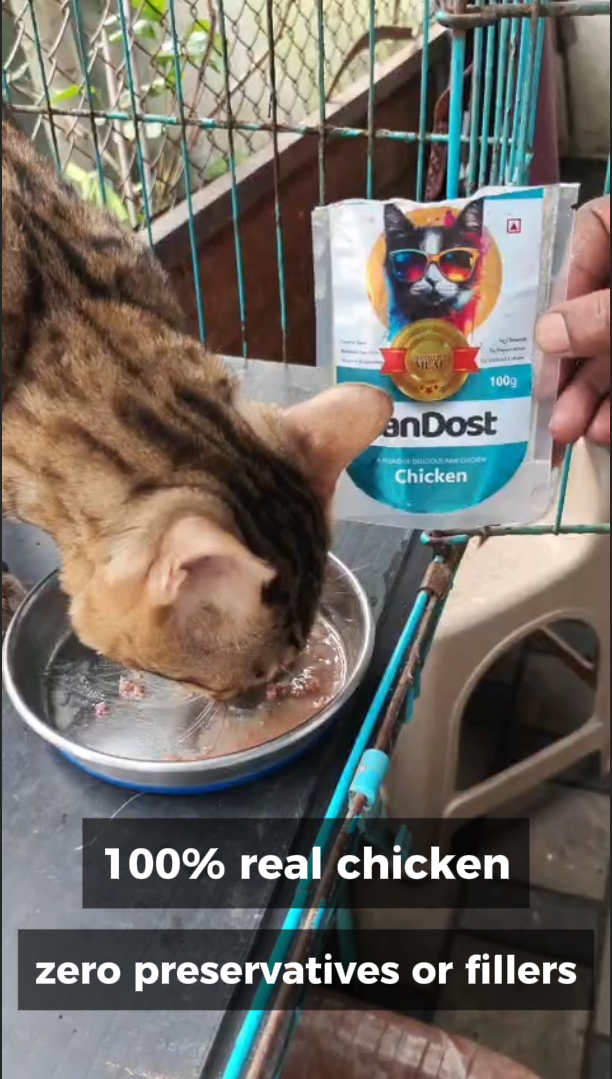 A cat eating CanDost Chicken