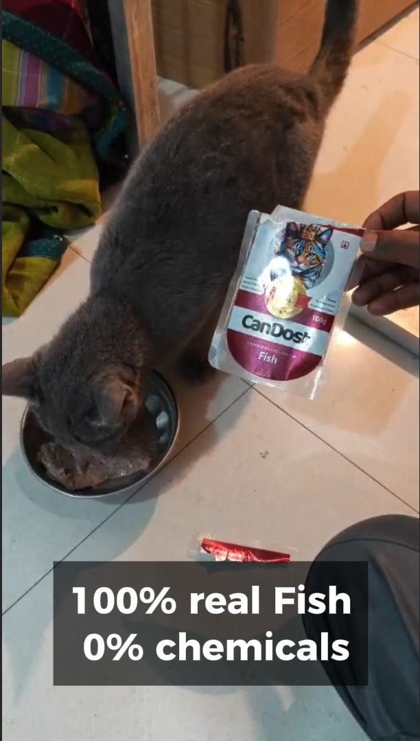 A cat eating CanDost Fish