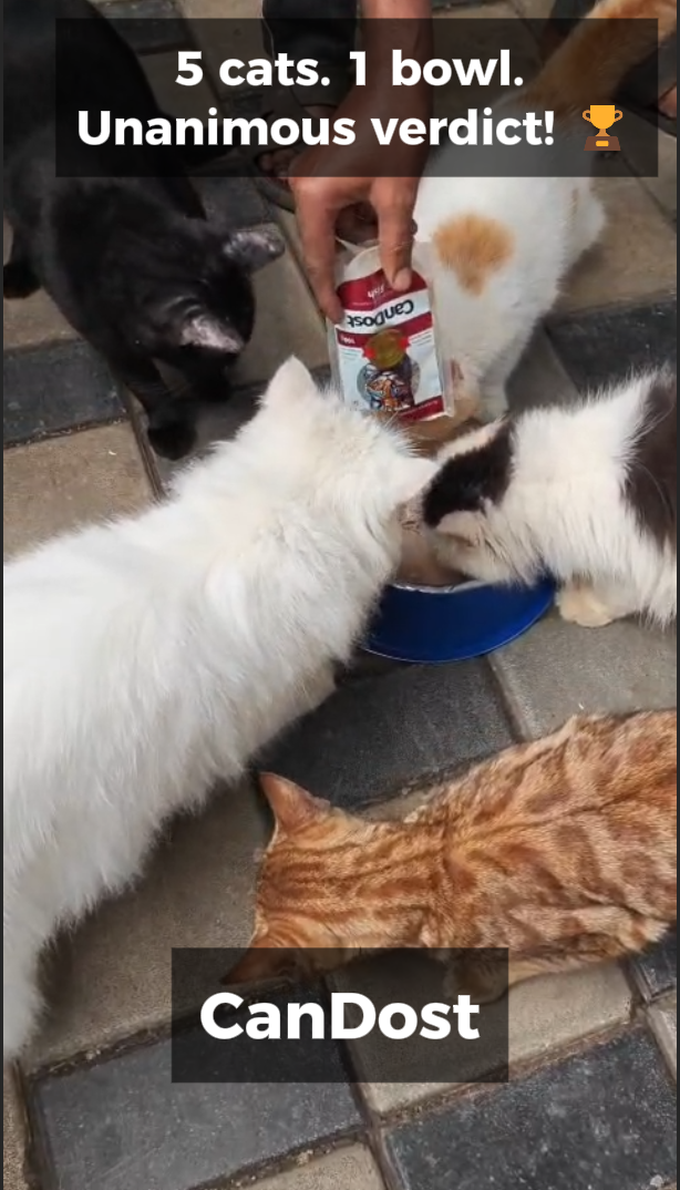 Five cats sharing a bowl of CanDost Fish