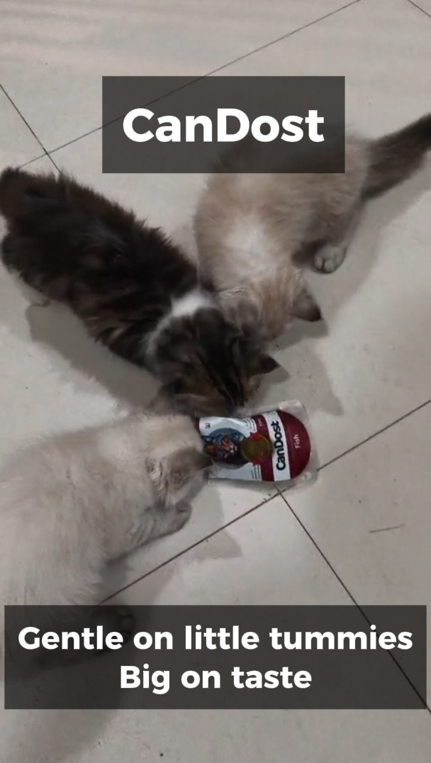 A kitten eating CanDost
