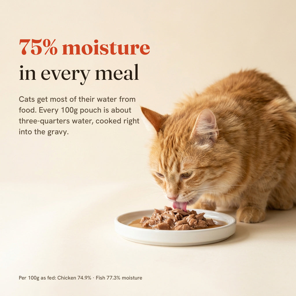 Orange tabby cat eating wet food in gravy: about 75% moisture in every 100g pouch.