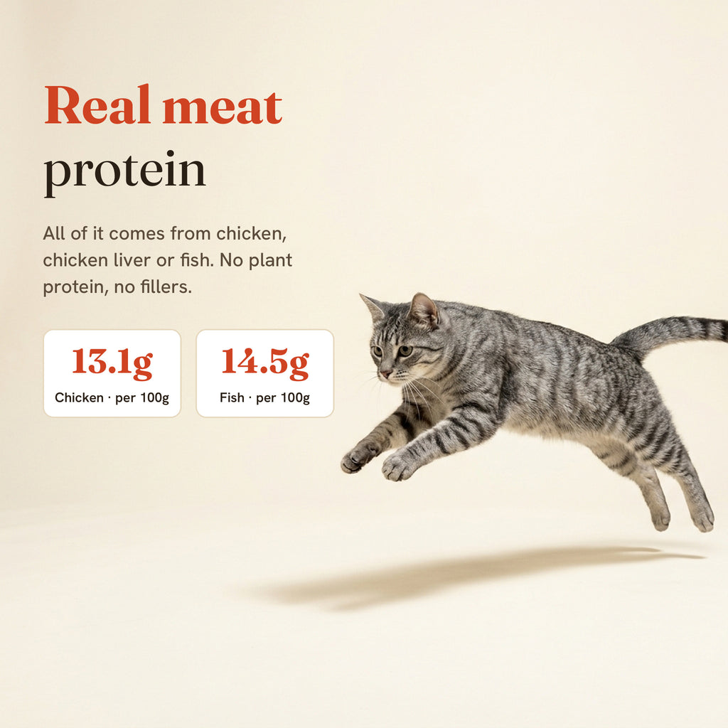 Grey tabby cat leaping: real meat protein, 13.1g in chicken and 14.5g in fish per 100g.